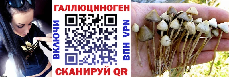 Псилоцибиновые грибы Psilocybe где купить Няндома